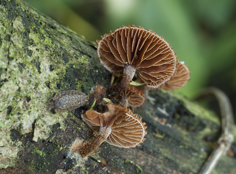 Phaeomarasmius erinaceus